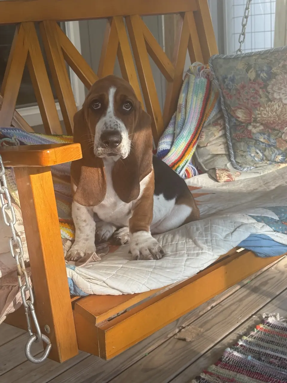 A young Basset Hound sitting on a porch swing